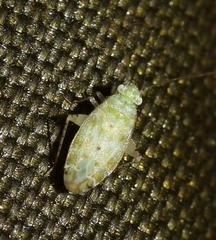 Atomoscelis onusta