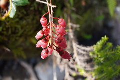 Agarista buxifolia image