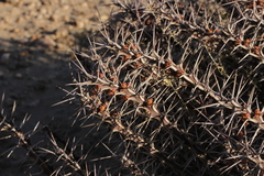 Euphorbia turkanensis image