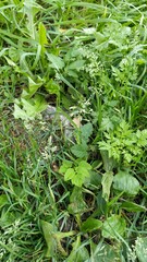 Poa annua