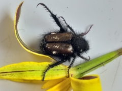 Hopliini