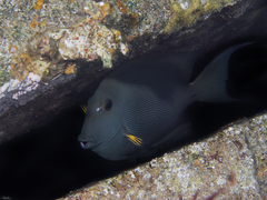 Ctenochaetus striatus