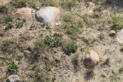 Tylecodon ventricosus