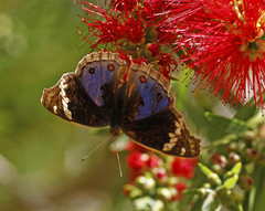 Junonia orithya