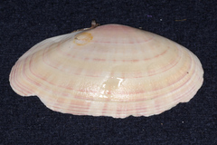 Gari convexa