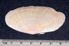 Gari convexa