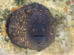 Gymnothorax flavimarginatus