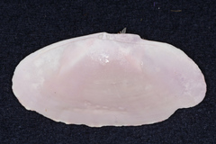 Gari convexa