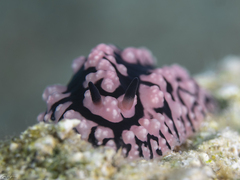 Phyllidiopsis sinaiensis