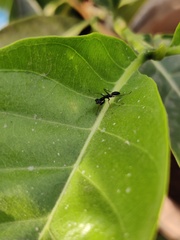 Odontomantis