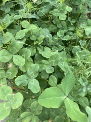 Trifolium repens
