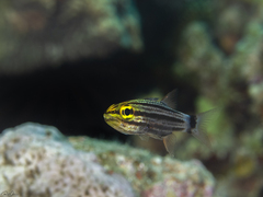 Cheilodipterus macrodon