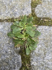 Plantago major