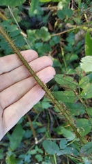 Rosa acicularis