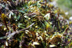 Asterella