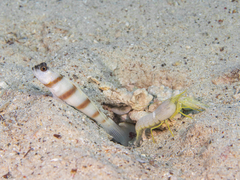 Alpheus ochrostriatus