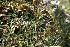 Asterella