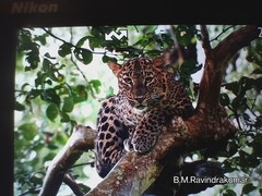 Panthera pardus fusca