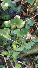 Hepatica nobilis