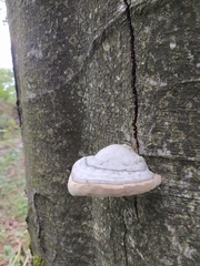 Fomes fomentarius