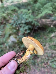 Suillus grevillei
