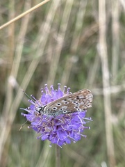 Polyommatus coridon