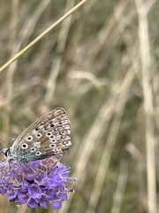 Polyommatus coridon