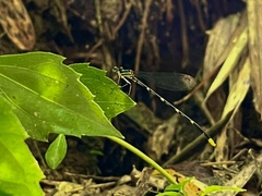 Coeliccia flavicauda