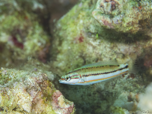 Klunzinger's Wrasse