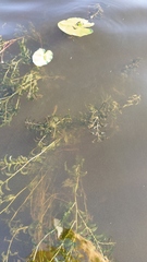 Potamogeton perfoliatus