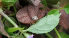 Theridiidae