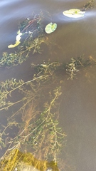 Potamogeton perfoliatus