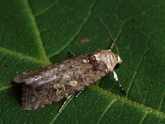 Spodoptera exigua