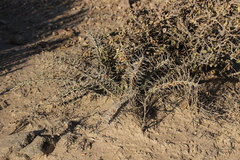 Euphorbia turkanensis image