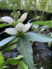 Chelone glabra