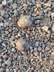 Cursorius coromandelicus