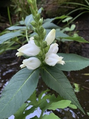 Chelone glabra