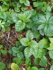 Lamium galeobdolon