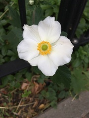 Eriocapitella hupehensis