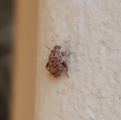 Calotheca