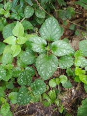 Lamium galeobdolon