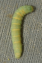Noctuidae