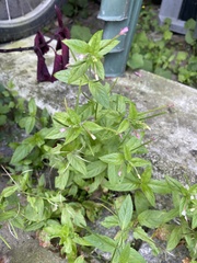 Epilobium