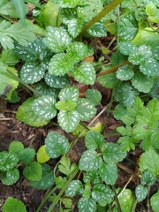 Lamium galeobdolon