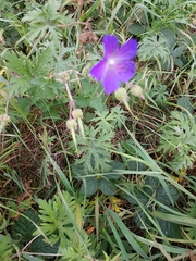 Geranium pratense