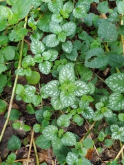 Lamium galeobdolon