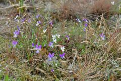 Viola tricolor curtisii