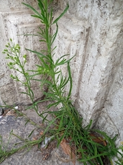 Erigeron bonariensis
