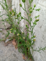 Erigeron bonariensis