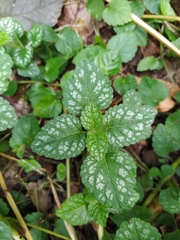 Lamium galeobdolon